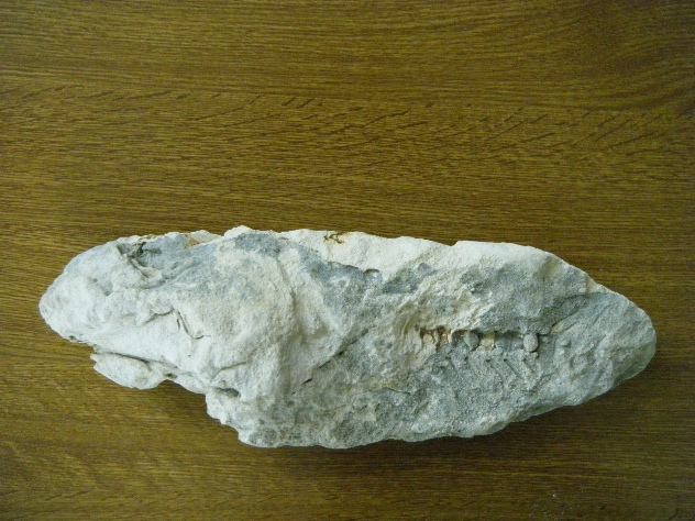 Fossile di pesce